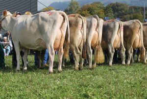 151009ViehschauSarnen 064